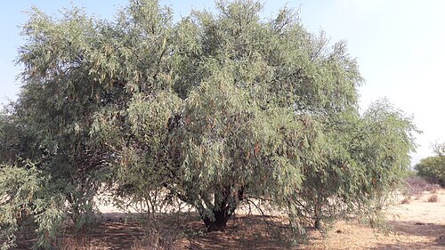 Fresh Mesquite