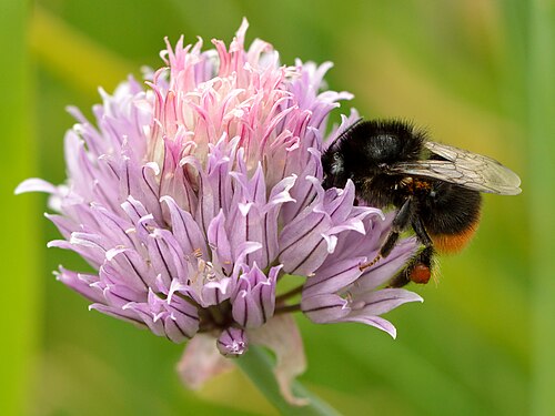 Fresh Chives