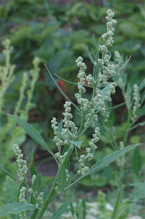Fresh Lambsquarters