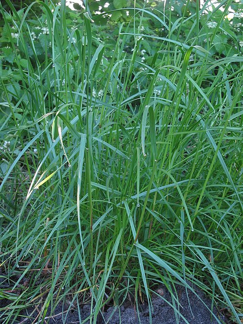 Fresh Perennial ryegrass