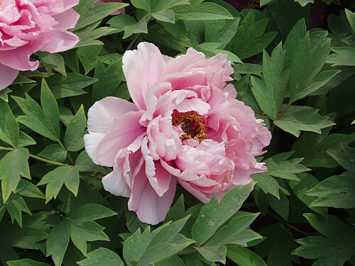 Fresh Peony