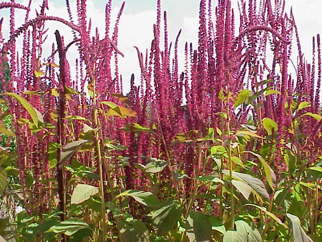 Fresh Mexican grain amaranth