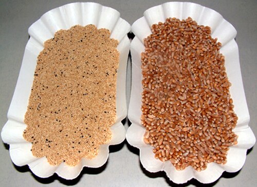 Fresh Grain amaranth