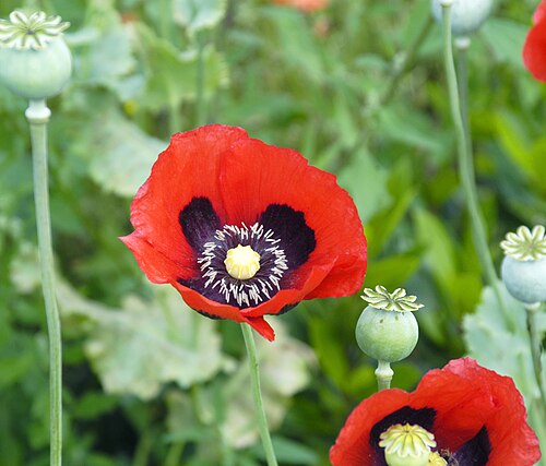 Fresh Opium Poppy