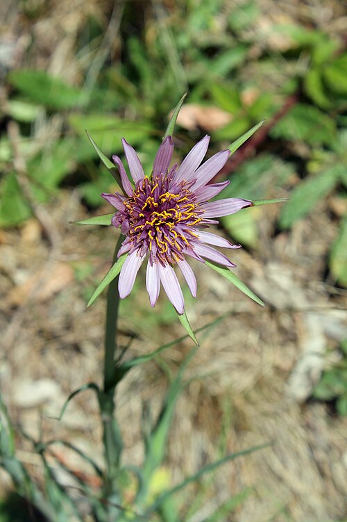 Fresh Salsify / Oyster plant