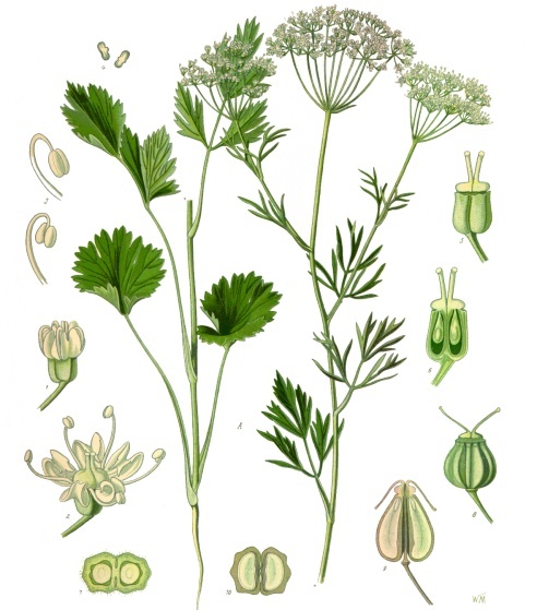 Fresh Anise