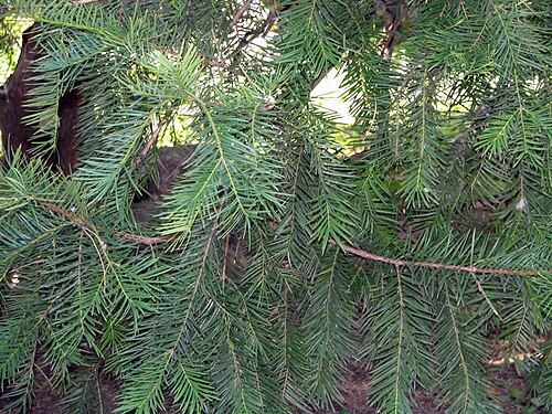 Fresh Japanese Torreya