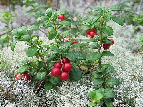 Fresh Lingonberry