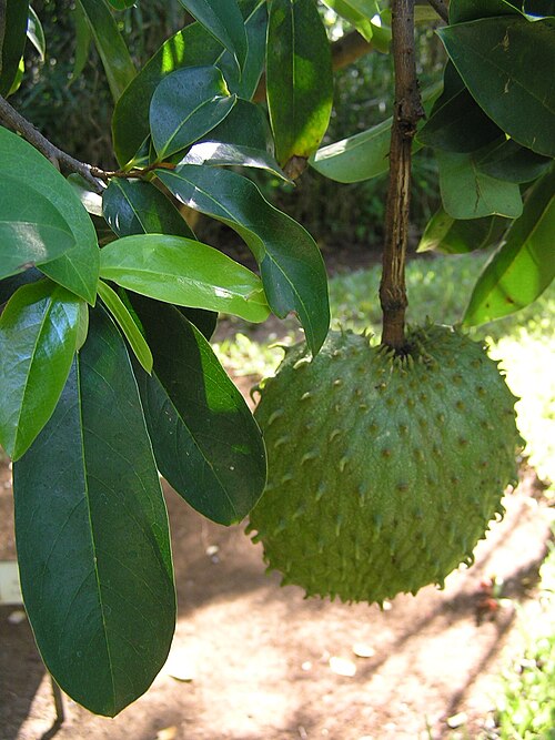 Fresh Soursop