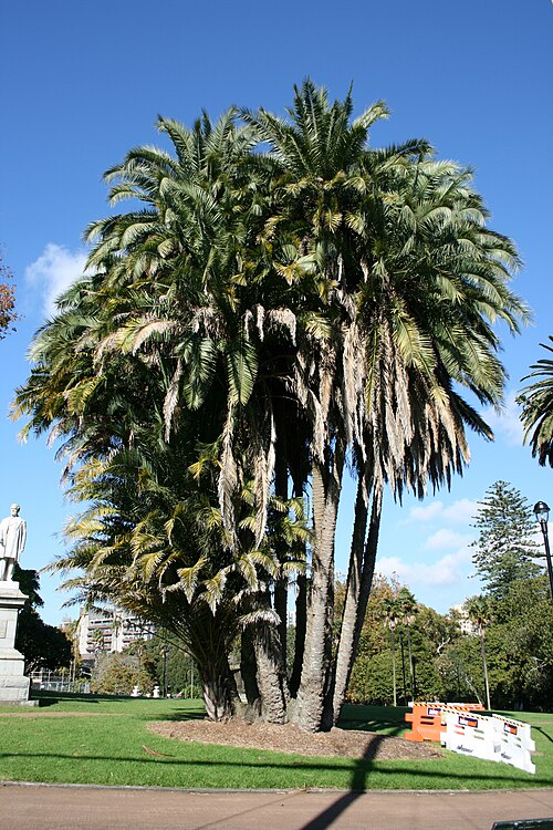 Fresh Wild date palm