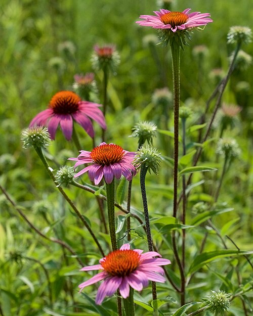 Fresh Purple Coneflower