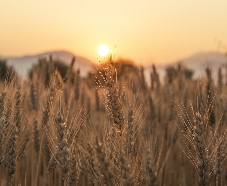 Wheat