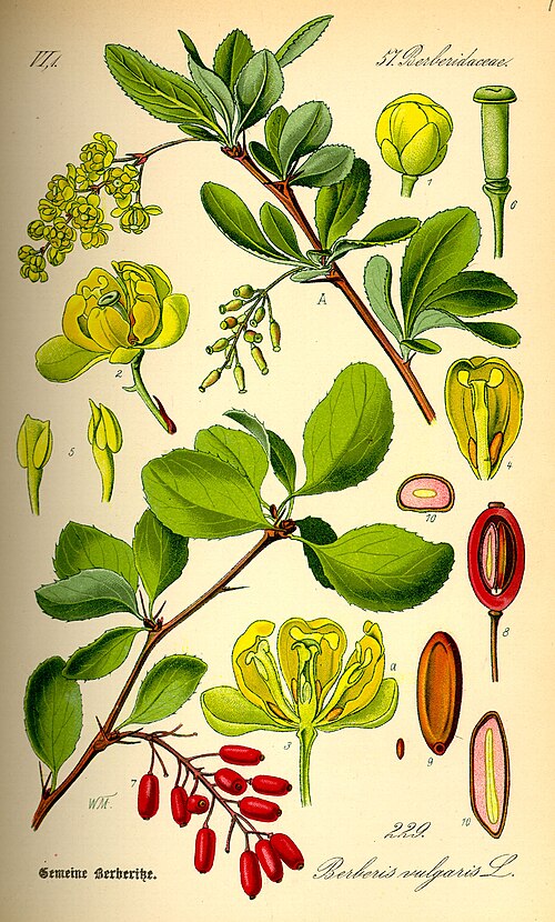 Fresh European barberry