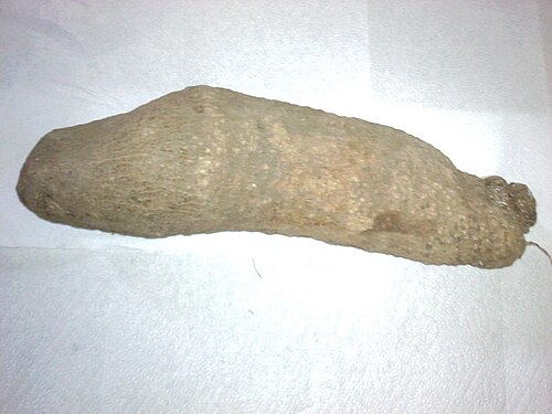Fresh White Guinea yam