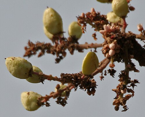 Fresh Indian Frankincense