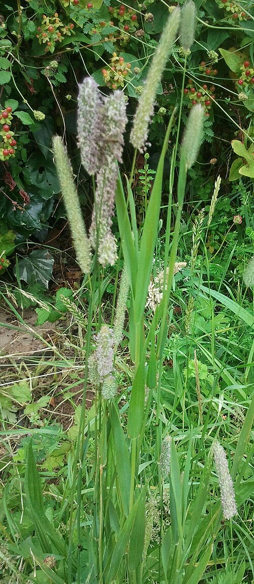 Fresh Timothy grass
