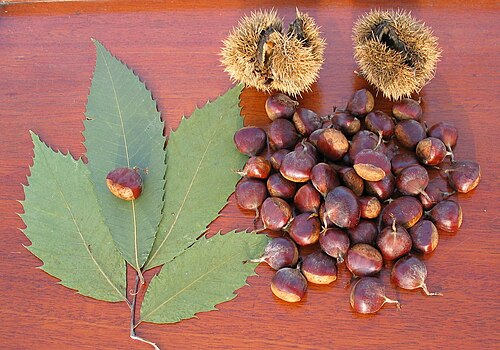 Fresh American chestnut