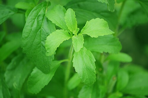 Fresh Stevia
