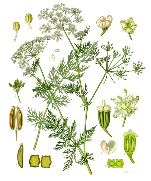 Fresh Caraway