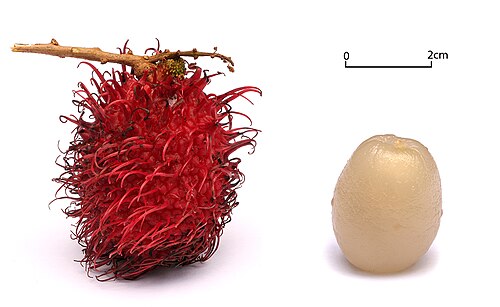 Fresh Rambutan