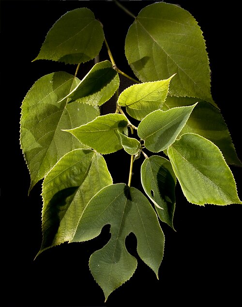 Fresh Paper mulberry
