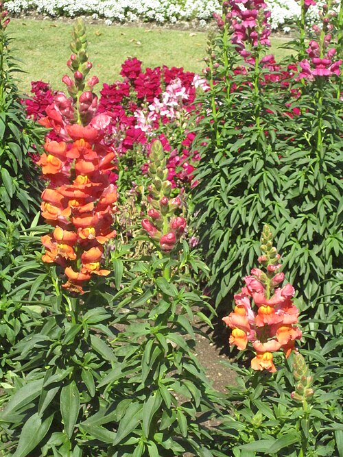 Fresh Snapdragon