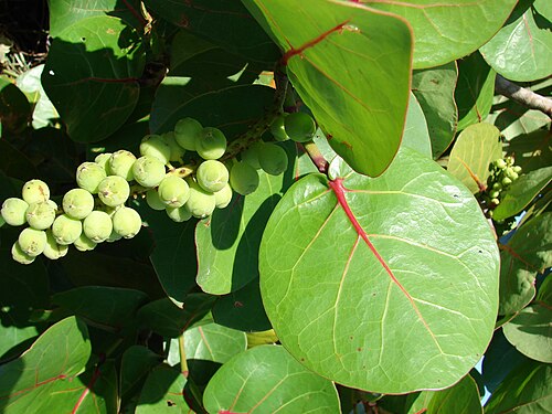 Fresh Sea grape