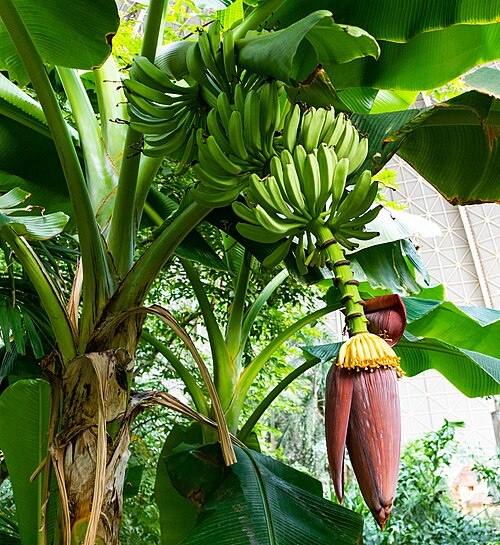 Fresh Plantain