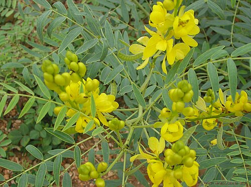 Fresh Senna