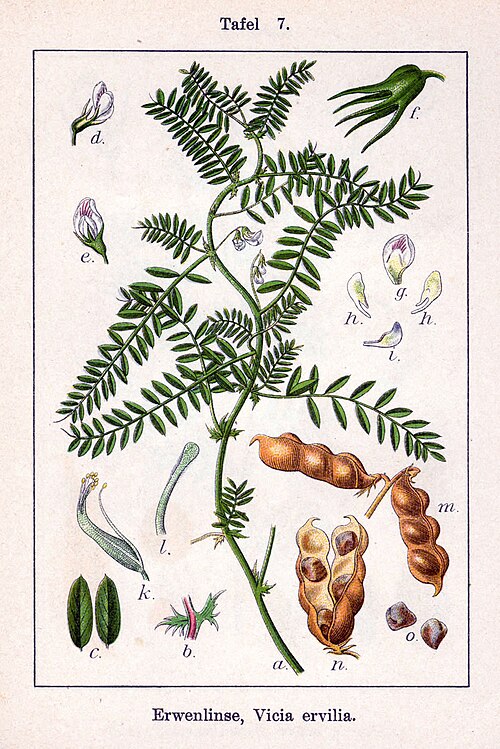 Fresh Bitter vetch