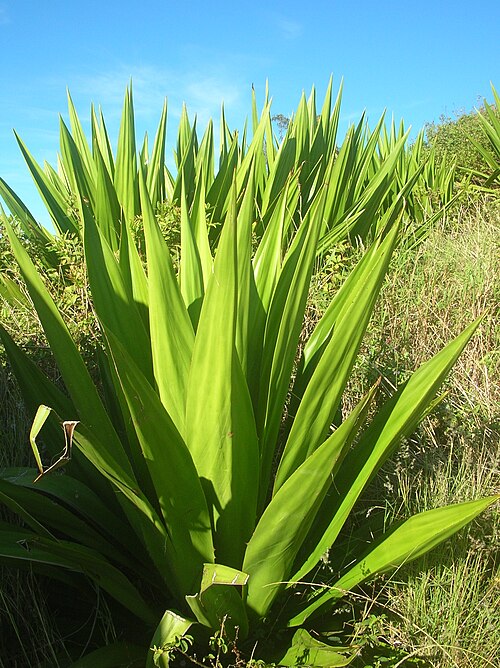Fresh Mauritius hemp