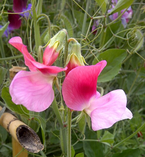 Fresh Sweet pea