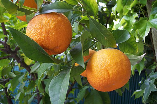 Fresh Bitter orange