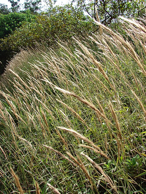 Fresh Molasses grass