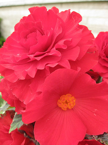Fresh Tuberous begonia