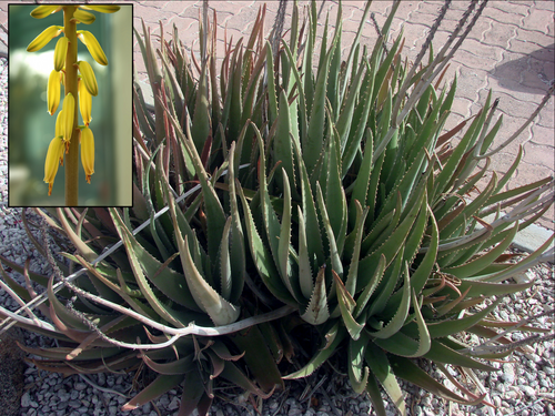 Fresh Aloe Vera