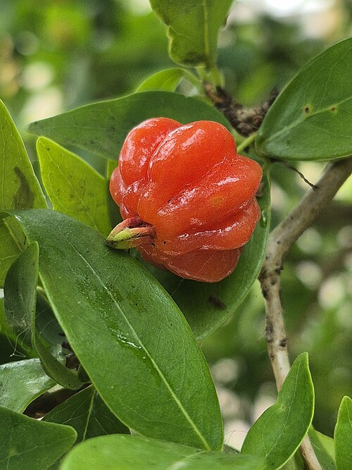 Fresh Pitanga