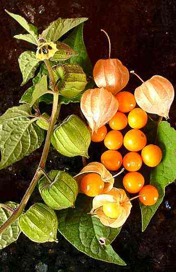 Fresh Cape gooseberry