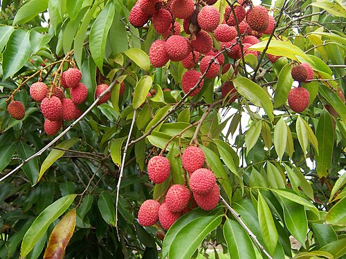 Fresh Lychee