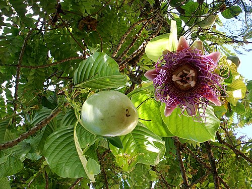 Fresh Giant granadilla