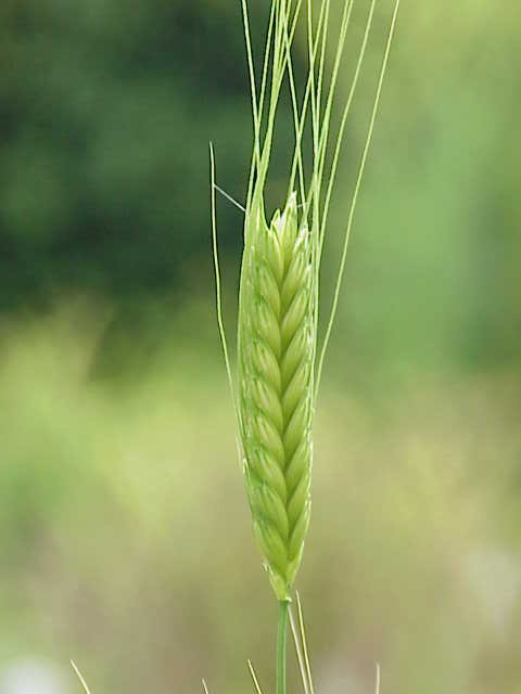 Fresh Einkorn wheat