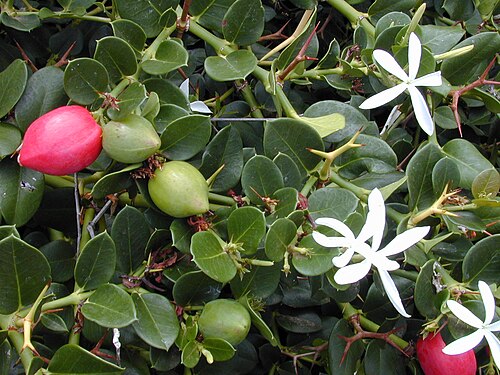 Fresh Natal plum