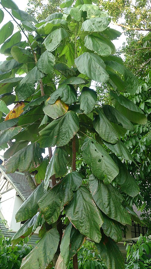 Fresh Mocambo
