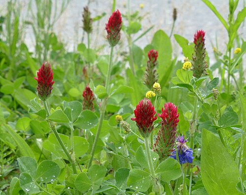 Fresh Crimson clover
