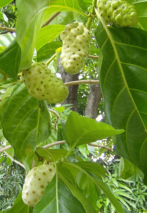 Fresh Noni