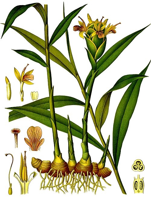 Fresh Ginger