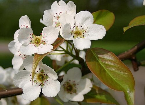 Fresh Ussurian pear