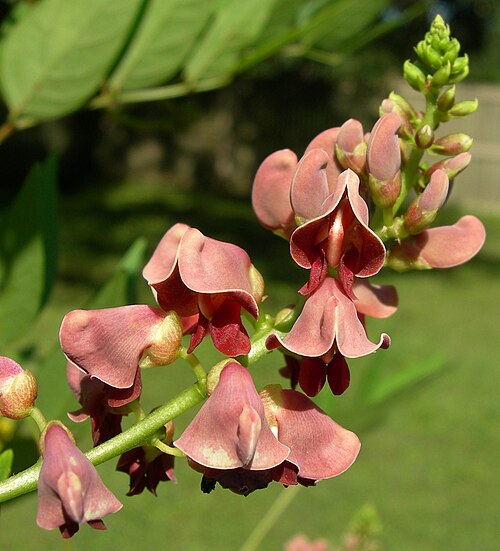 Fresh American groundnut