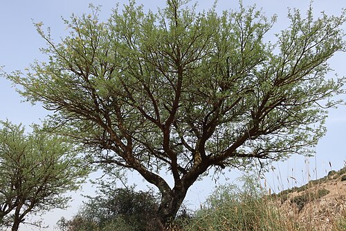 Fresh Faidherbia (apple-ring acacia)