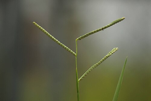 Fresh Kodo millet